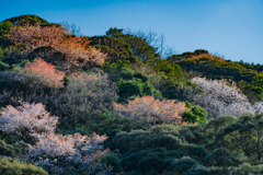 山桜