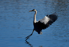 蒼鷺～着水しま～～～す～