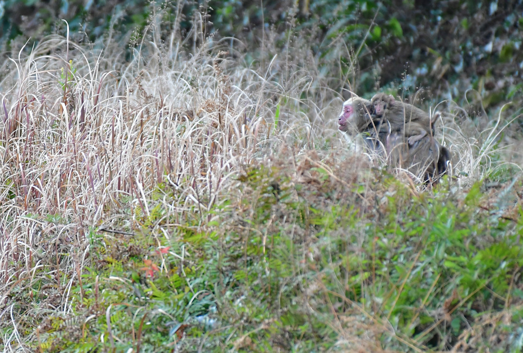 Japanese　monkey  ～親子～