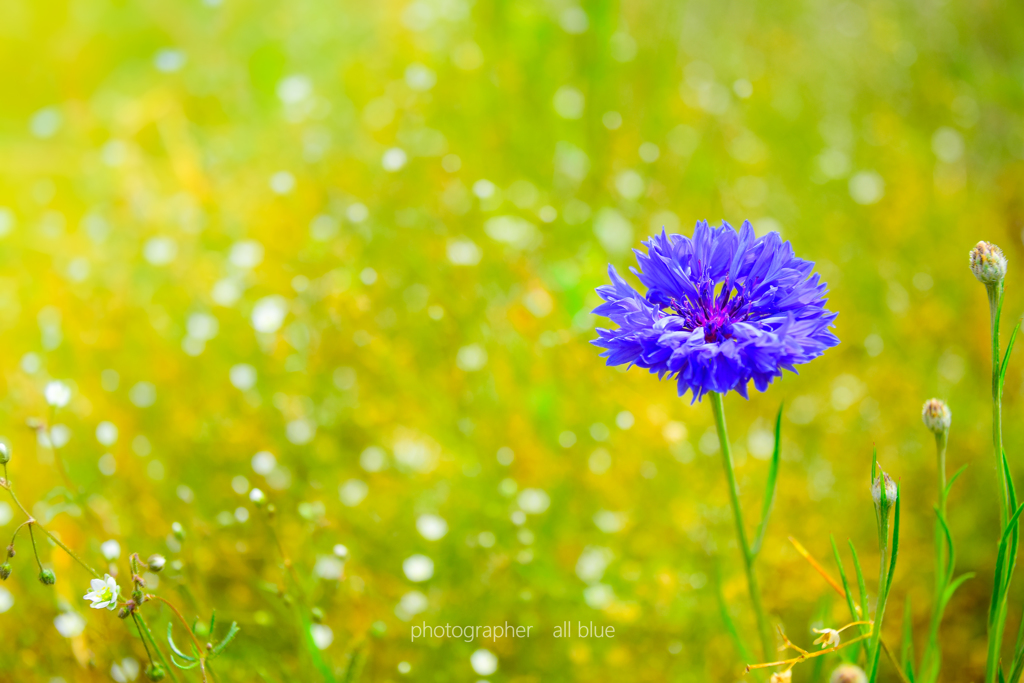 Cornflower   ～矢車菊～