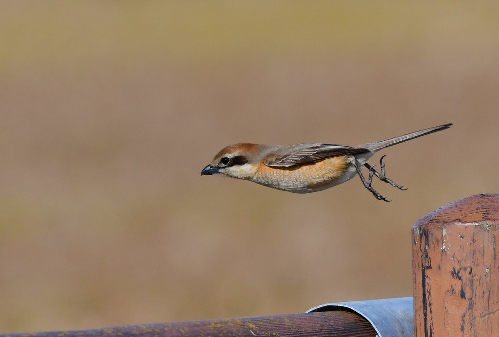 飛降り・・・　　鵙