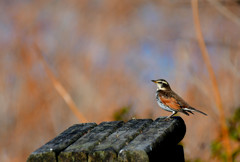 鶫 ~私のベンチです!~