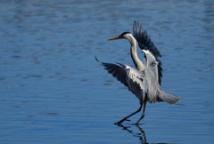 蒼鷺～着水～