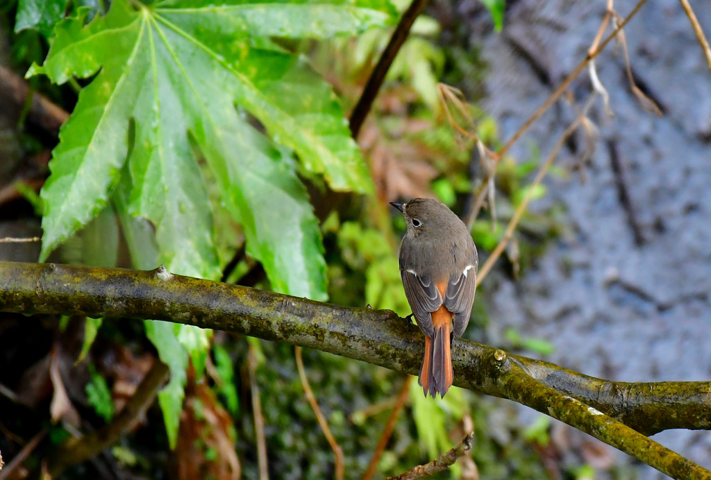 たまには上から　～ジョウビタキ～