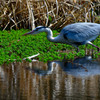 蒼鷺　～集中～