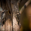 小啄木鳥　～新築会議～