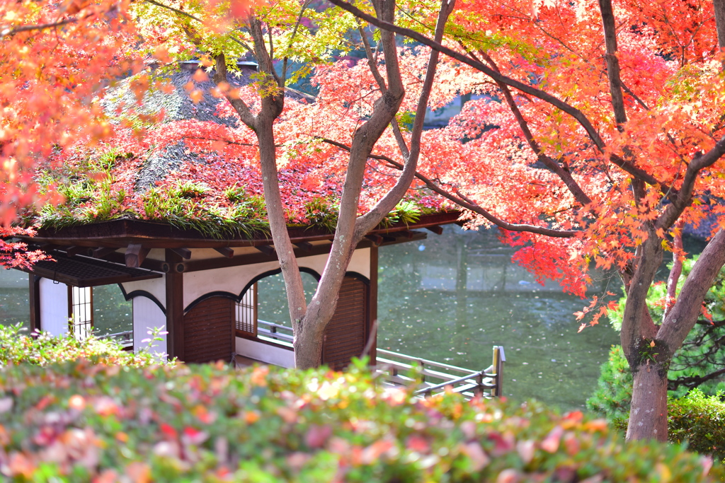 2018.11.30 紅葉渓庭園
