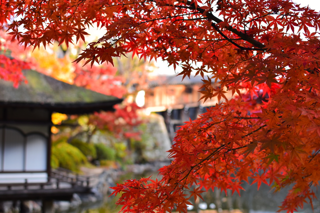 2018.11.30 紅葉渓庭園
