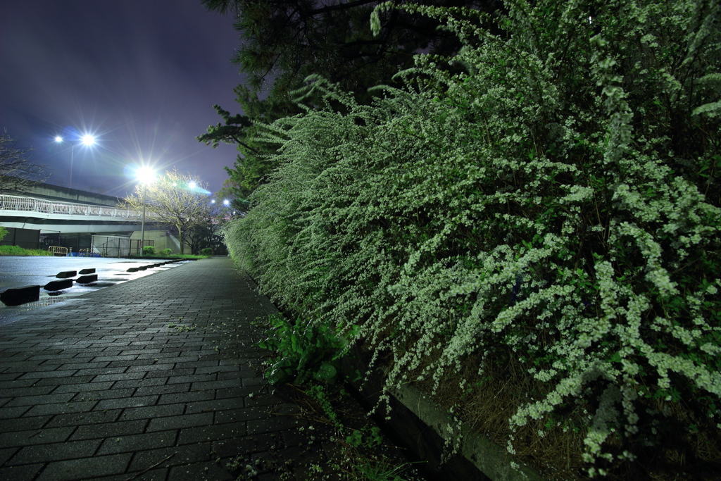 2017.4.8 二色浜
