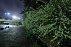 2017.4.8 二色浜