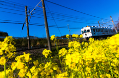 菜の花とたま電車