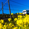 菜の花とたま電車