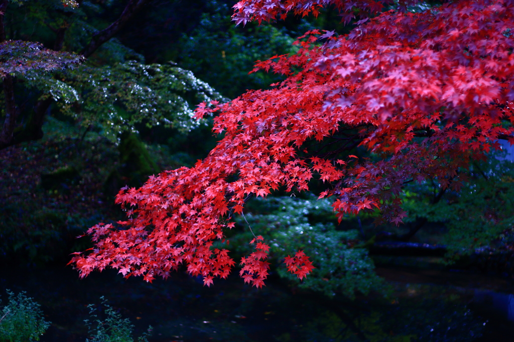 2017.11.20 根来寺