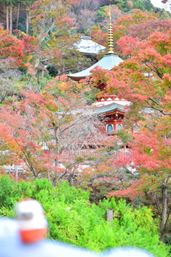 2018.11.19 勝尾寺