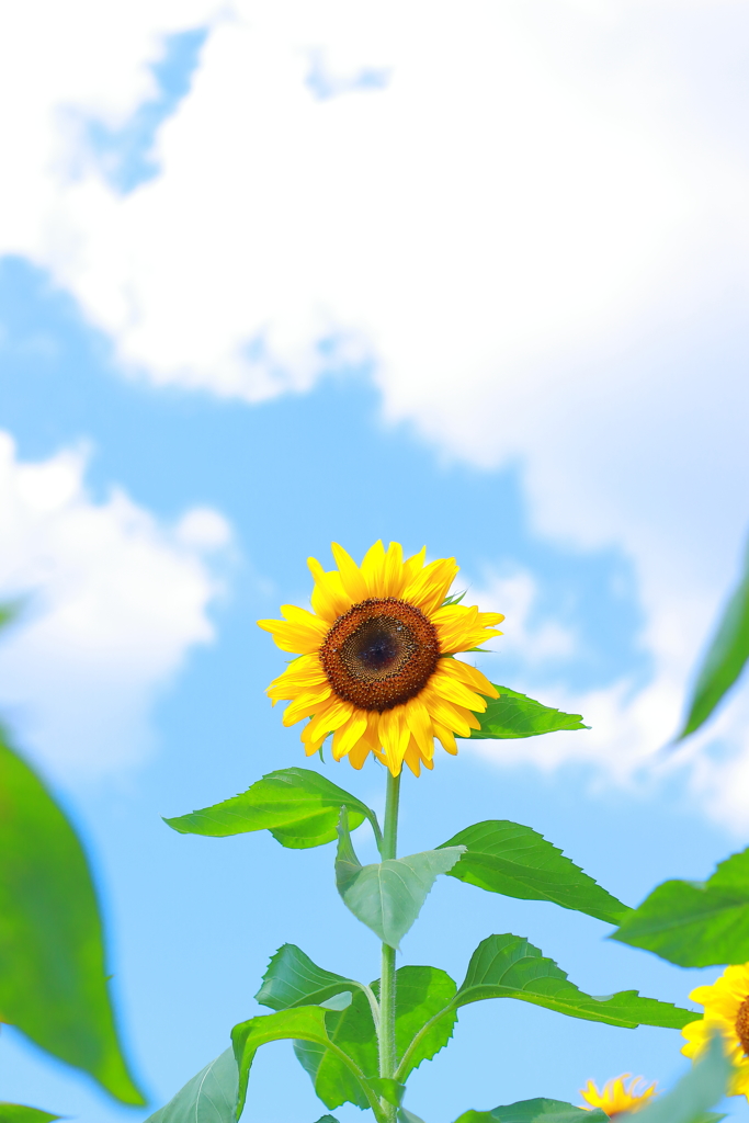 2017.8.19  ひまわり