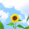2017.8.19  ひまわり