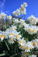 2017.3.10 西庄ふれあいの郷ハーブ園