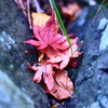 2017.11.20 紅葉