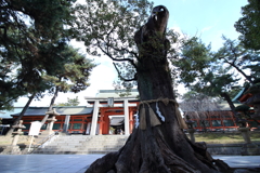2017.2.11 住吉大社
