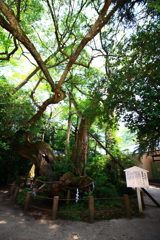 2017.7.31 大山祇神社