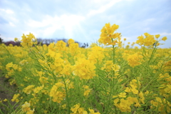 2017.3.14 和泉リサイクル環境公園