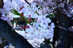 2017.4.13 大年神社