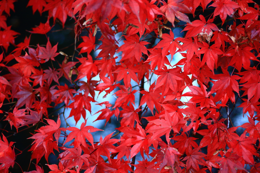 2017.11.20 根来寺 紅葉
