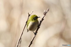 初めて撮ったメジロちゃん