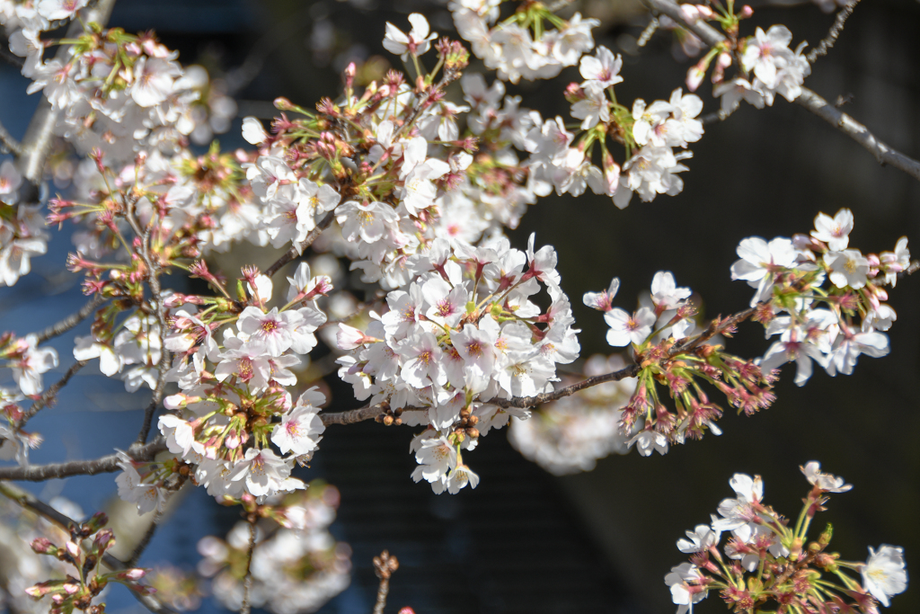 桜