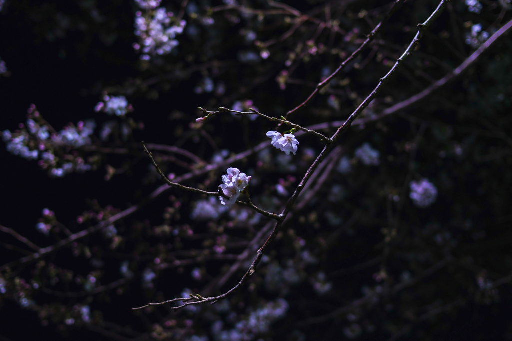 夜桜