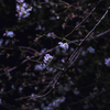 夜桜