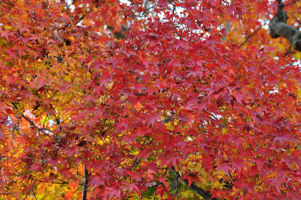 箱根の紅葉