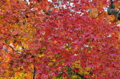 箱根の紅葉