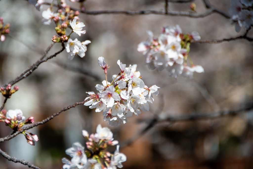 桜