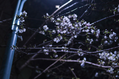 夜桜