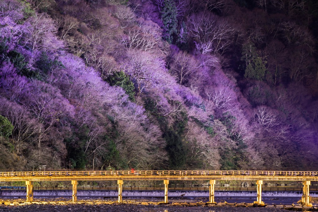 渡月橋　ライトアップ