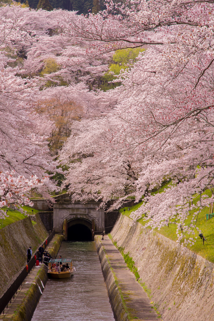 琵琶湖疏水の桜