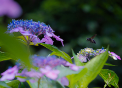 紫陽花と黒い蜂