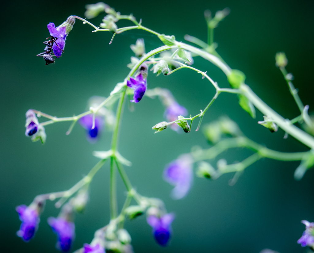 左上にアリさん居るよ