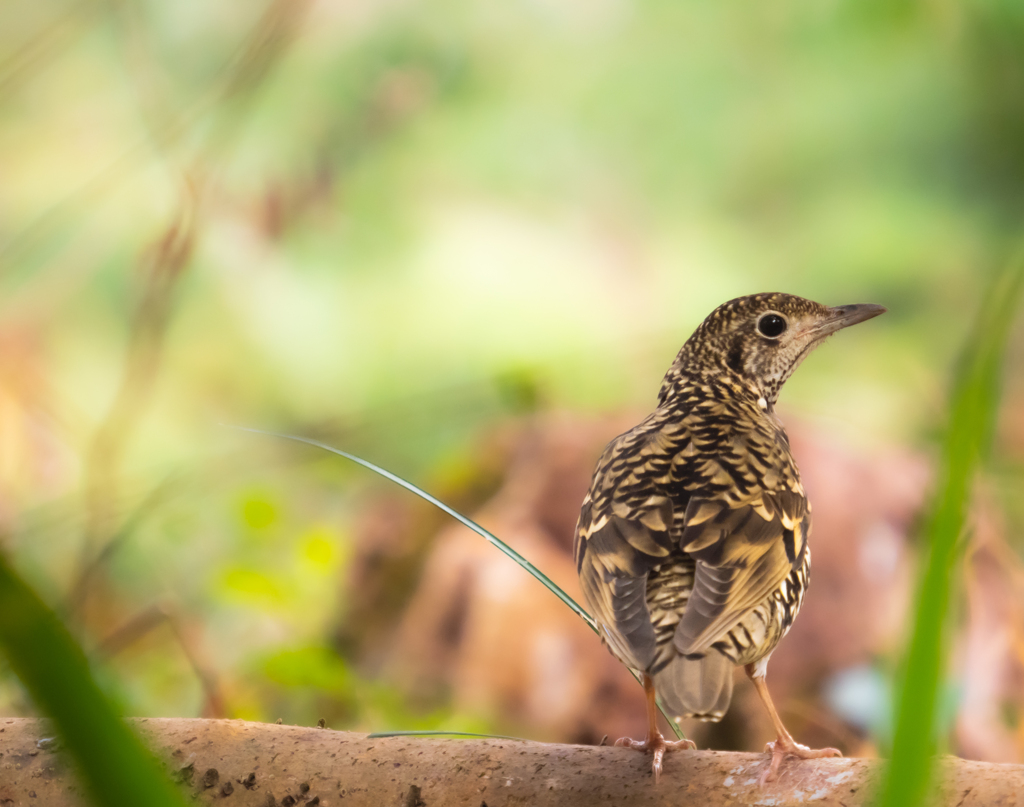 あなた寅さん？？寅さんなのね！！