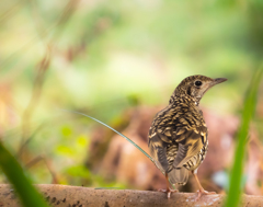 あなた寅さん？？寅さんなのね！！