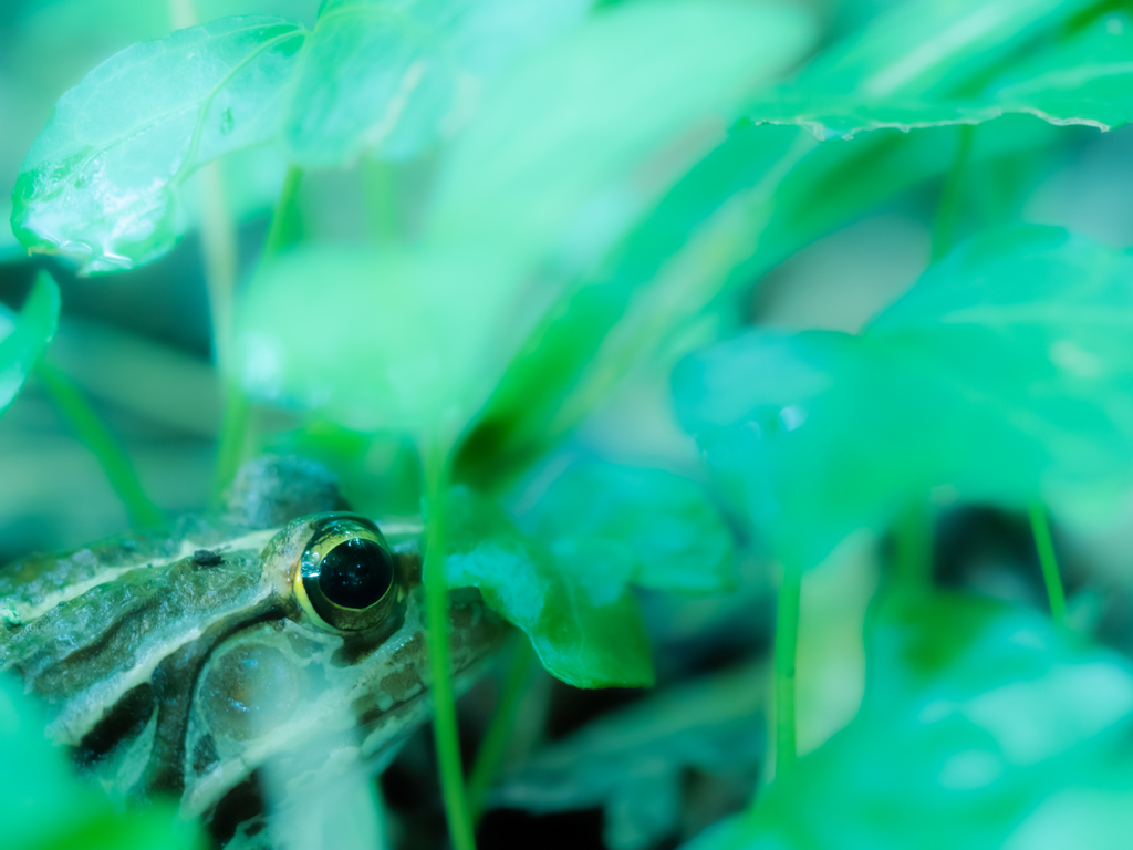もうずっと梅雨がいいケロ♫