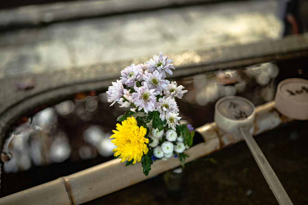 「黙れ！！花手水見てなはれまだ！！」