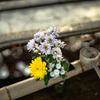 「黙れ！！花手水見てなはれまだ！！」