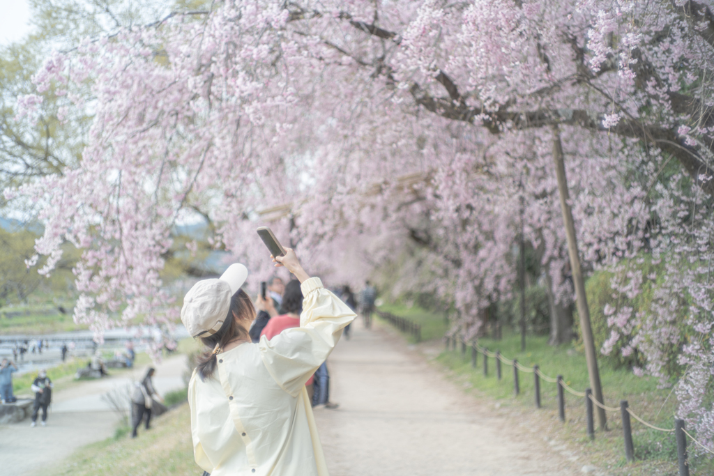 スマホで桜を撮ってる人
