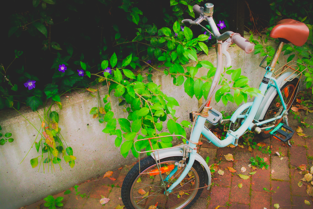 自転車と日々草