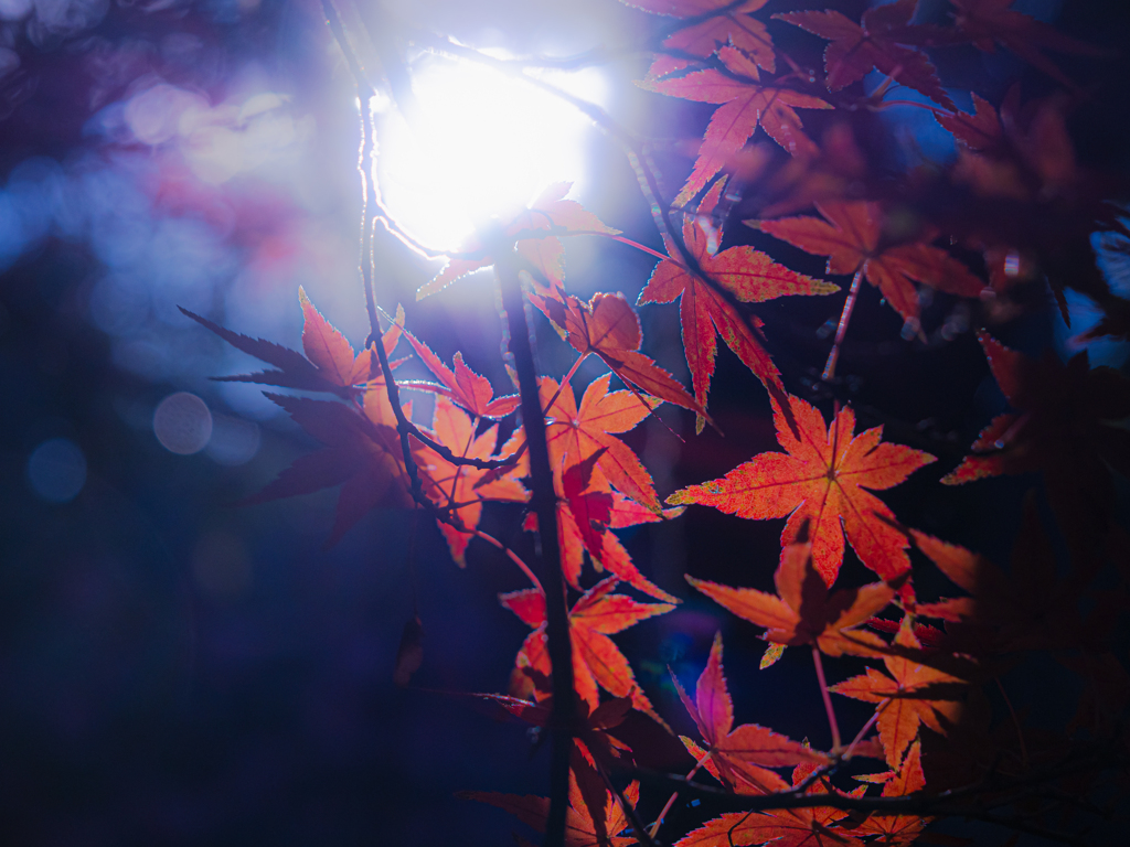 月夜の紅葉