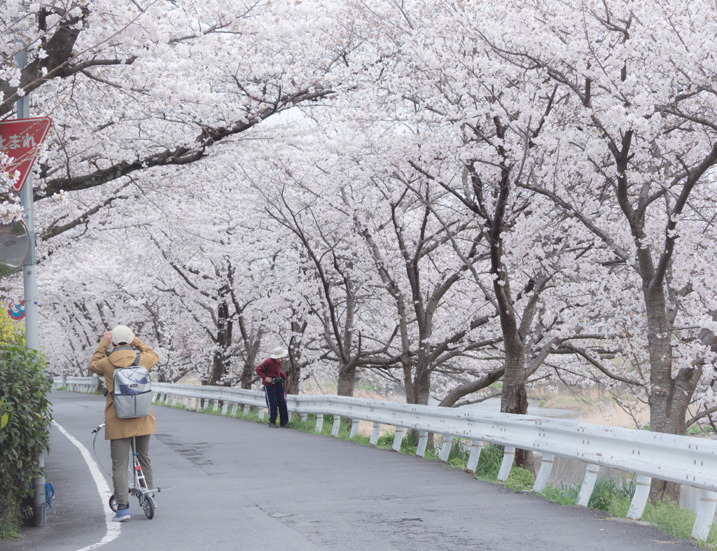自転車に乗って桜のトンネルを撮る人撮ってる私も自転車