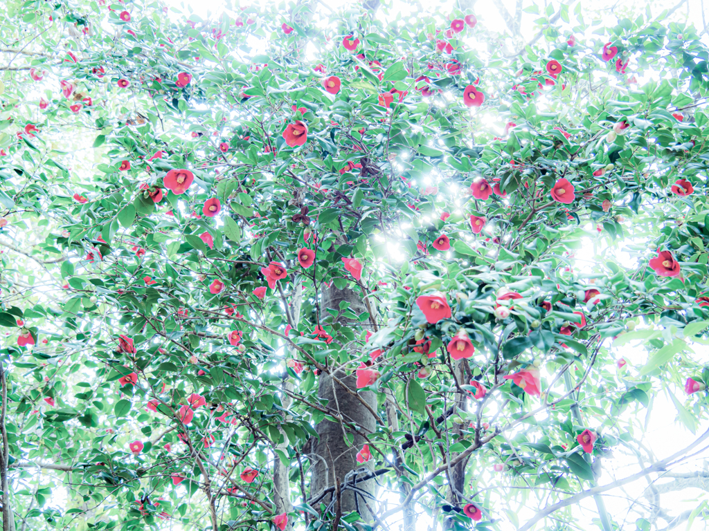 椿がいっぱい咲いている