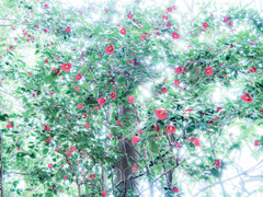 椿がいっぱい咲いている